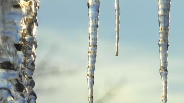 The winter Icicles — Stock Video