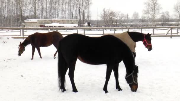 El caballo en el paddock al aire libre — Vídeo de stock