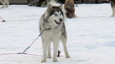 Köpek doğurmak Siberian dış yapraklar, dış yapraklar, malamutes