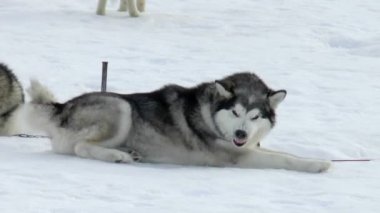 Köpek doğurmak Siberian dış yapraklar, dış yapraklar, malamutes