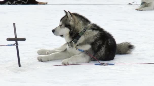 Raça de cão Husky siberiano, huskies, malamutes — Vídeo de Stock