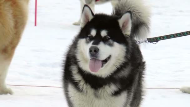 Hunderassen sibirische Huskys, Huskys, Malamuten — Stockvideo