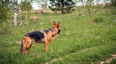 Alman çoban köpeği