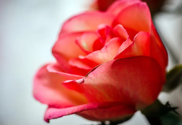 Rosa. — Fotografia de Stock