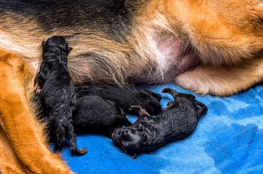 Tarihi Alman kurdu yavruları