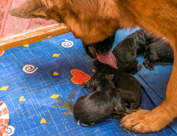 Cachorros pastor alemán nacido — Foto de Stock