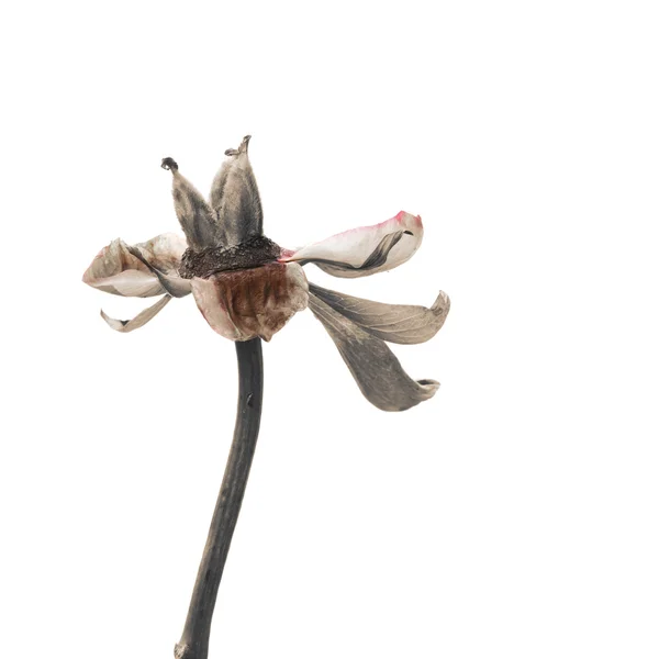 Pünkösdi rózsa virág bomlási elszigetelt Stock Kép