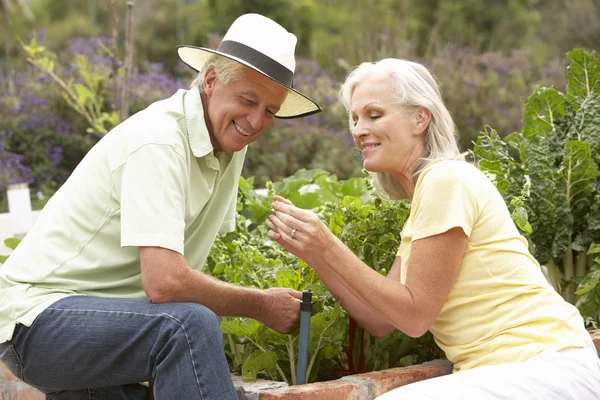 Senior paar werken In de moestuin — Stockfoto