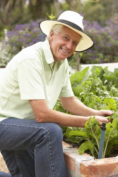 Senior man aan het werk in de tuin — Stockfoto