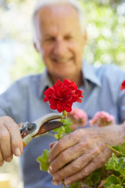 Äldre man beskärning pelargoner — Stockfoto