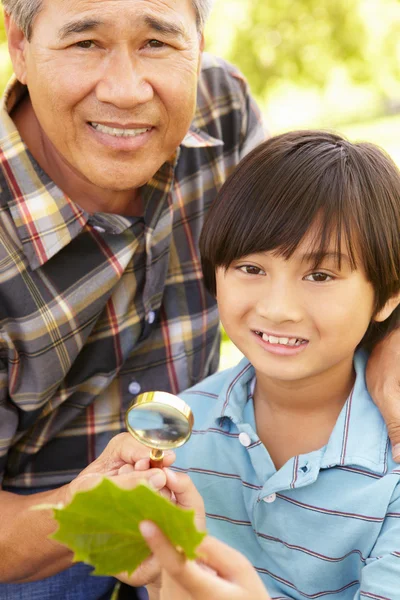 Pojke och farfar att undersöka blad — Stockfoto