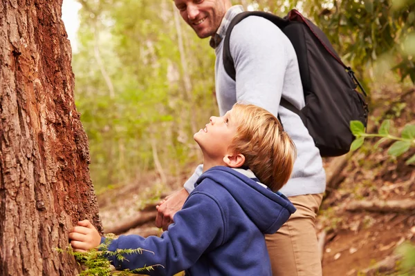 Jongen en vader lopen door bos — Stockfoto