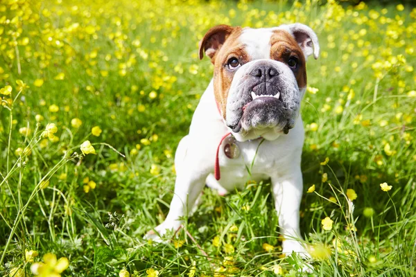 Bouledogue britannique dans le domaine des fleurs d'été — Photo