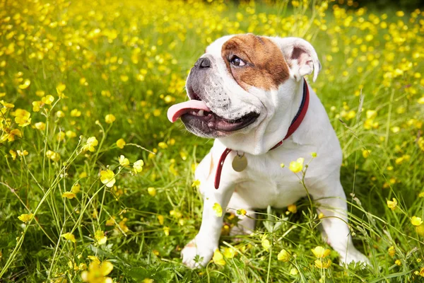 Brittisk Bulldog i fältet av sommarblommor — Stockfoto