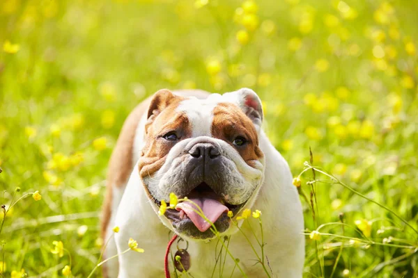 Bulldog britânico no campo de flores de verão — Fotografia de Stock