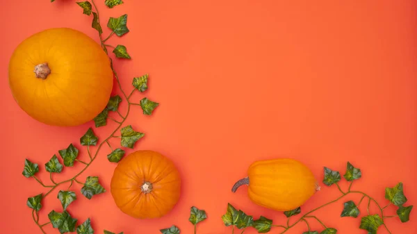 Bannière Plate Automne Composée Citrouilles Avec Feuilles Lierre Sur Fond — Photo