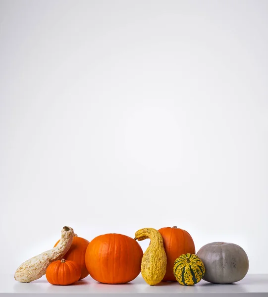 Outono Ainda Vida Composta Por Diferentes Tipos Abóboras Fundo Branco — Fotografia de Stock