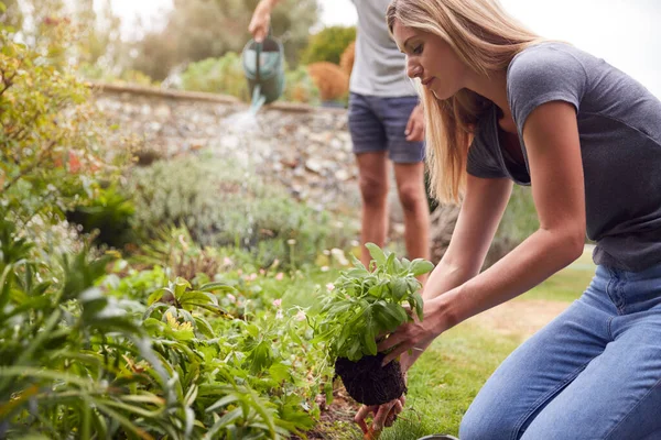 Coppia Lavoro All Aperto Giardino Casa Scavare Piantare — Foto Stock