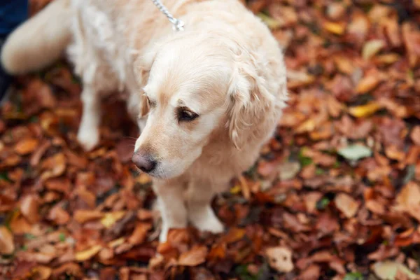 葉を通して秋の森の道を歩くペットの黄金の取得犬の閉鎖 — ストック写真