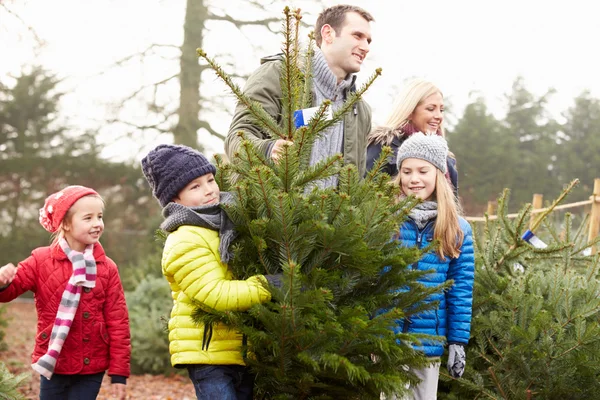 Familia eligiendo árbol de Navidad —  Fotos de Stock