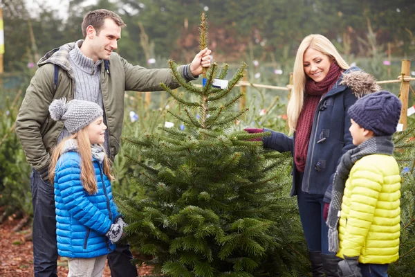 Familia eligiendo árbol de Navidad —  Fotos de Stock