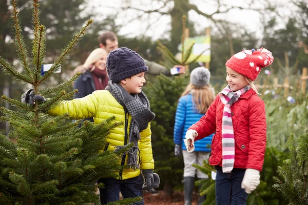 Familie wählt Weihnachtsbaum — Stockfoto