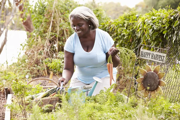 Woman Working On Allotment — Stock Photo, Image