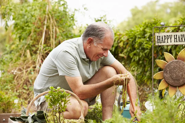 Man Working On Allotment — Stock Photo, Image