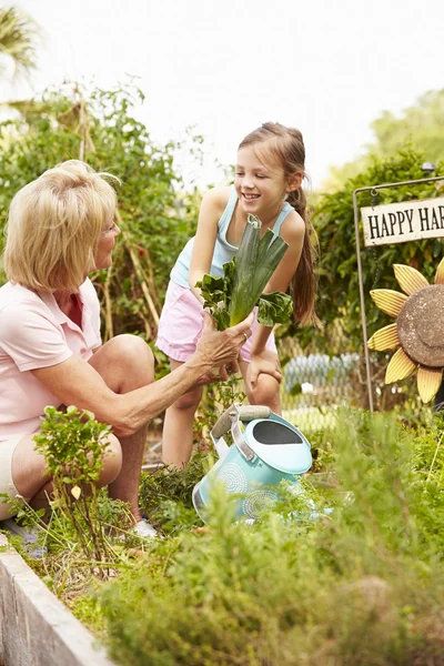 Nonna e nipote di lavoro — Foto Stock