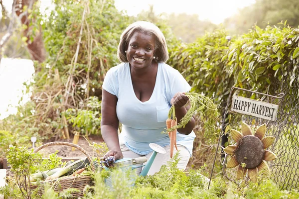 Woman Working On Allotment — Stock Photo, Image