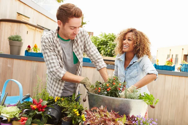 Paar aanplant tuin op het dak — Stockfoto