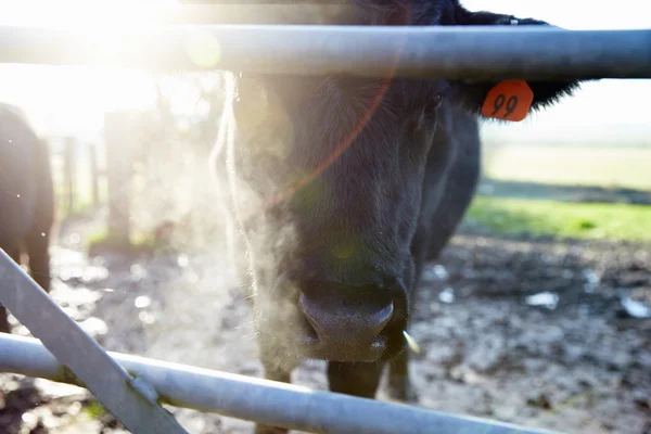 Zwarte kalf in schuur — Stockfoto