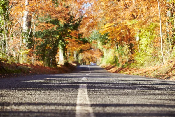 Landsvägen genom hösten skogen — Stockfoto