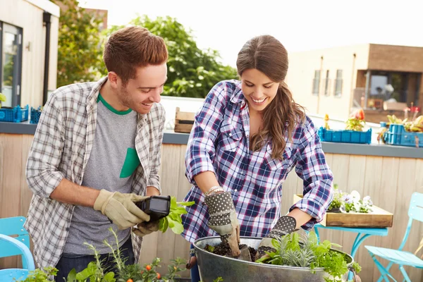 Pareja plantando jardín en la azotea —  Fotos de Stock