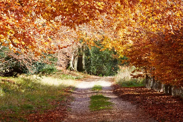 País trilha através da floresta de outono — Fotografia de Stock