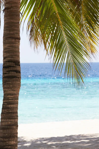 Praia de Palm Tropical em Maldivas — Fotografia de Stock