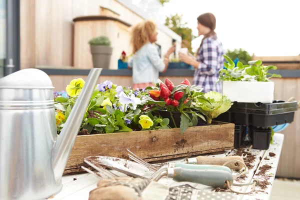 Kvinnor plantering takträdgård — Stockfoto