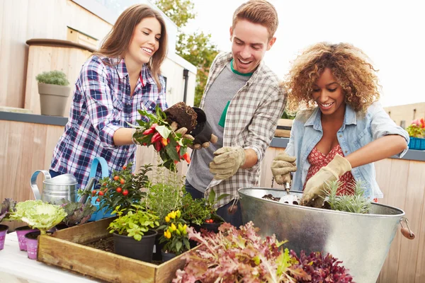Vrienden aanplant tuin op het dak — Stockfoto