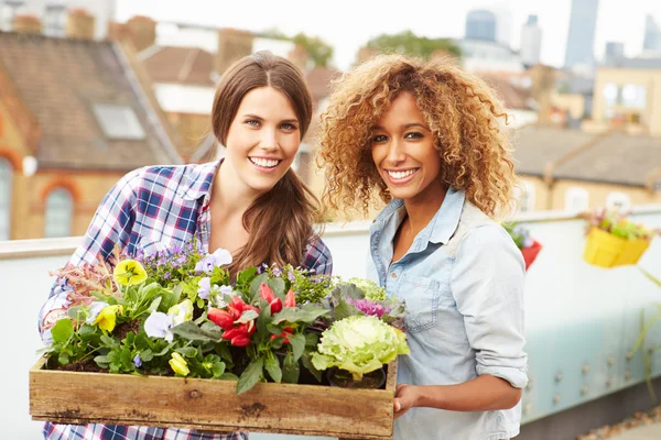 Mulheres segurando caixa de plantas — Fotografia de Stock