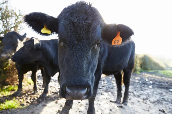 Vitello nero nel fienile — Foto Stock