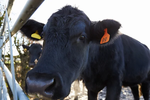 Black Calf In Barn — Stock Photo, Image
