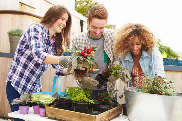 Freunde pflanzen Dachgarten — Stockfoto
