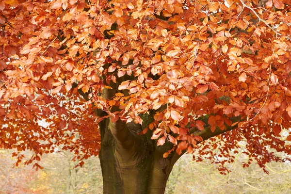 Foliage On Autumn Tree — Stock Photo, Image