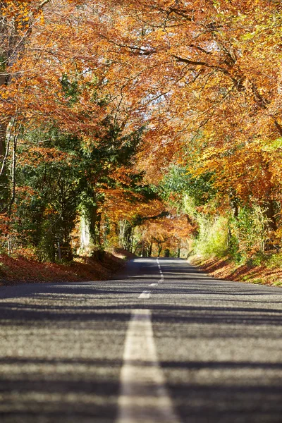 Route de campagne à travers la forêt d'automne — Photo