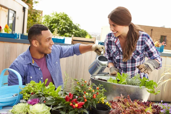 Pareja plantando jardín en la azotea —  Fotos de Stock