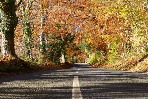 Route de campagne à travers la forêt d'automne — Photo