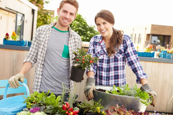 Paar aanplant tuin op het dak — Stockfoto