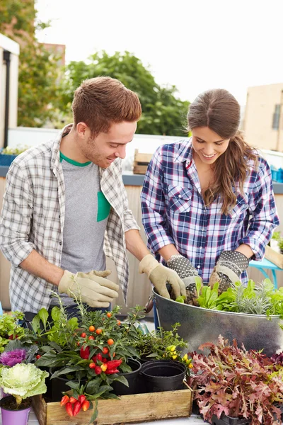 Paar bepflanzt Dachgarten — Stockfoto