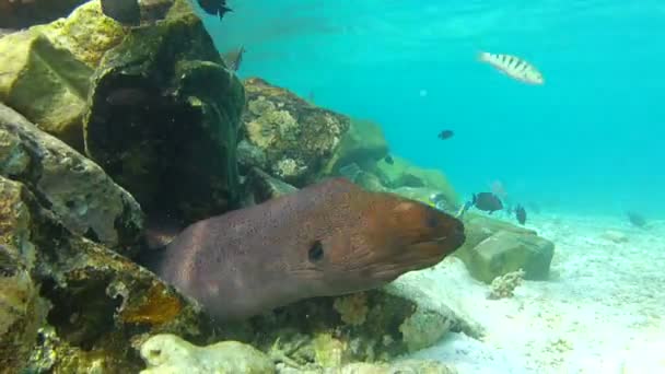 Moray anguila en la boca del hogar en el arrecife de coral . — Vídeos de Stock