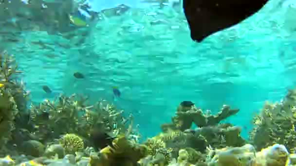 Underwater Tropical Ocean — Stock Video